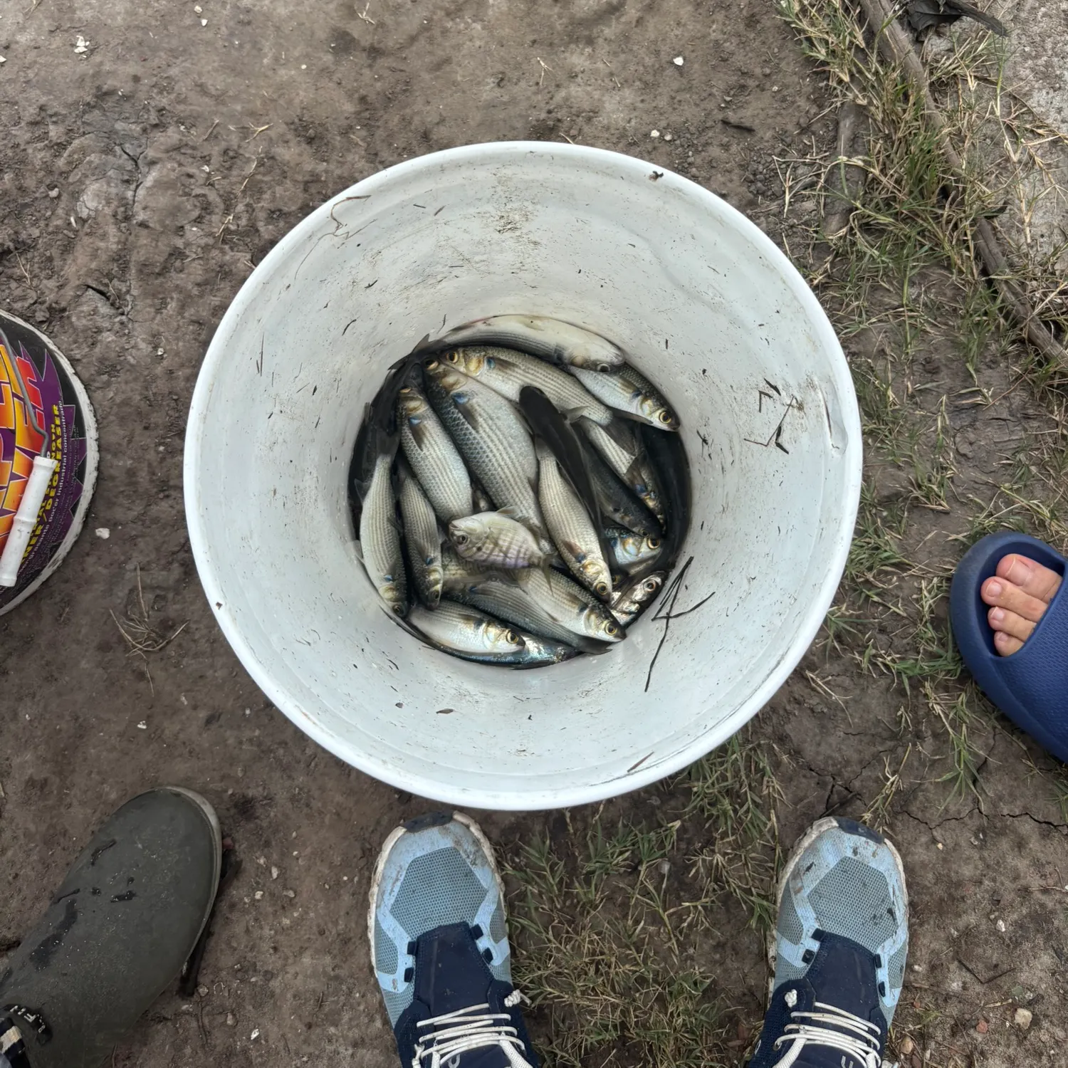 Fish caught on Fishbrain