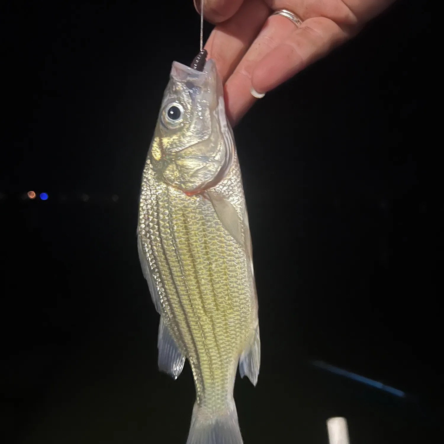 Yellow bass caught on Fishbrain