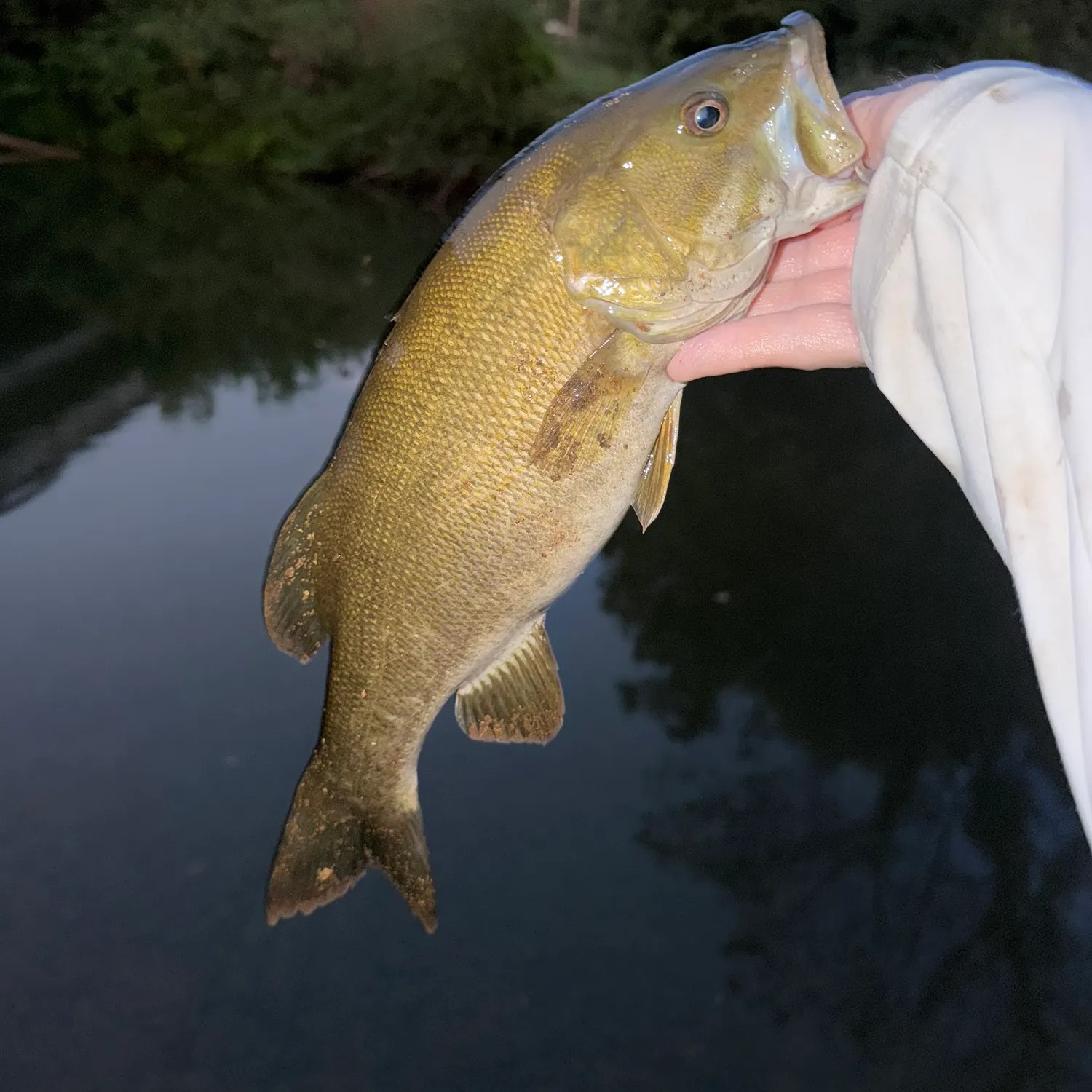 Smallmouth bass caught on Fishbrain