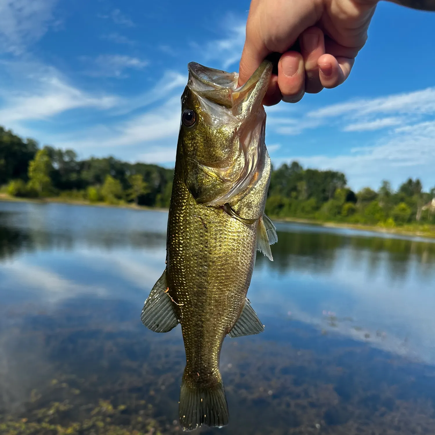 Largemouth bass caught on Fishbrain