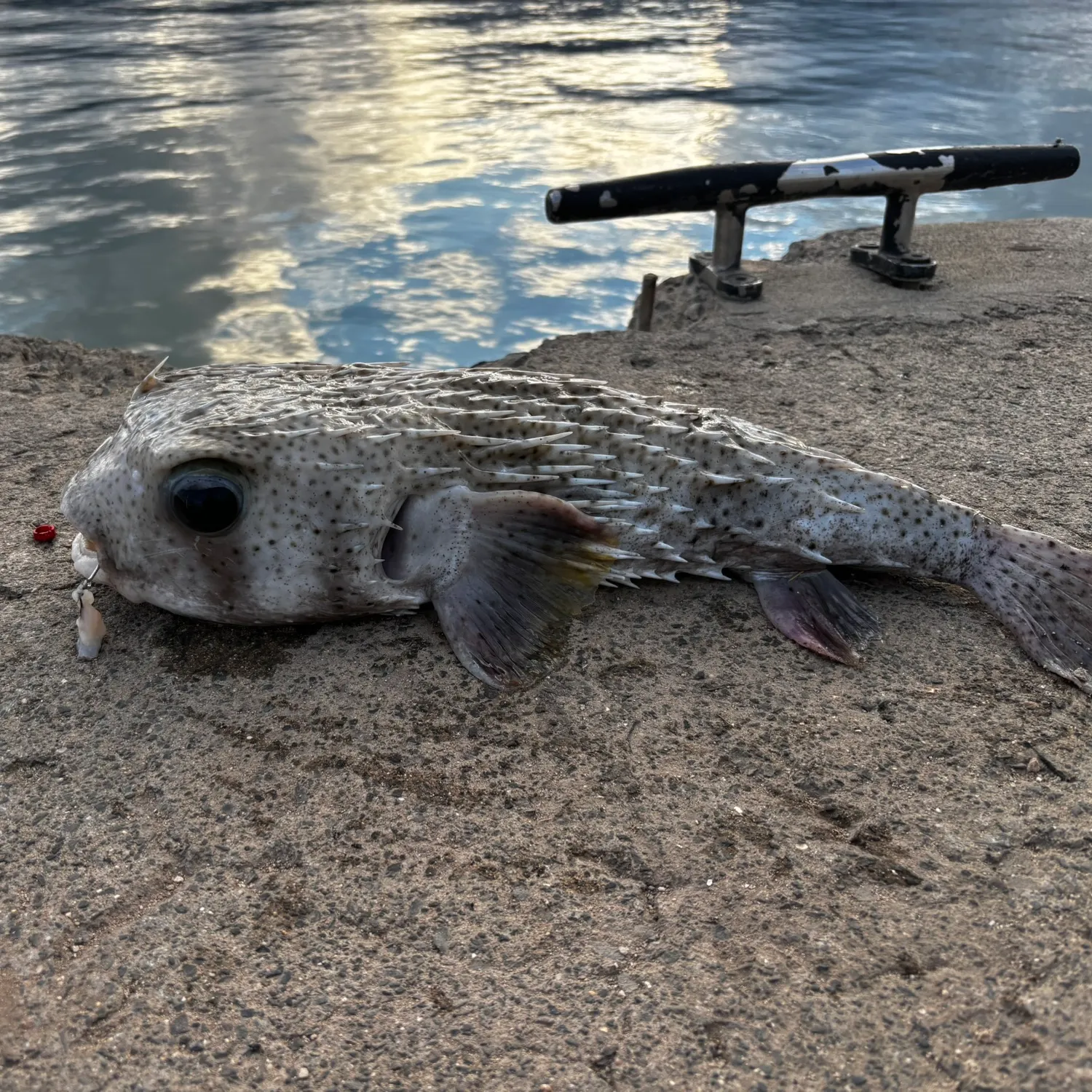 The most recent Spot-fin porcupinefish catches on Fishbrain