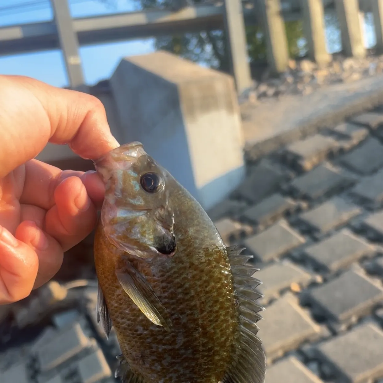 Greengill hybrid caught on Fishbrain