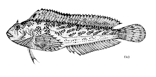 Rusty blenny