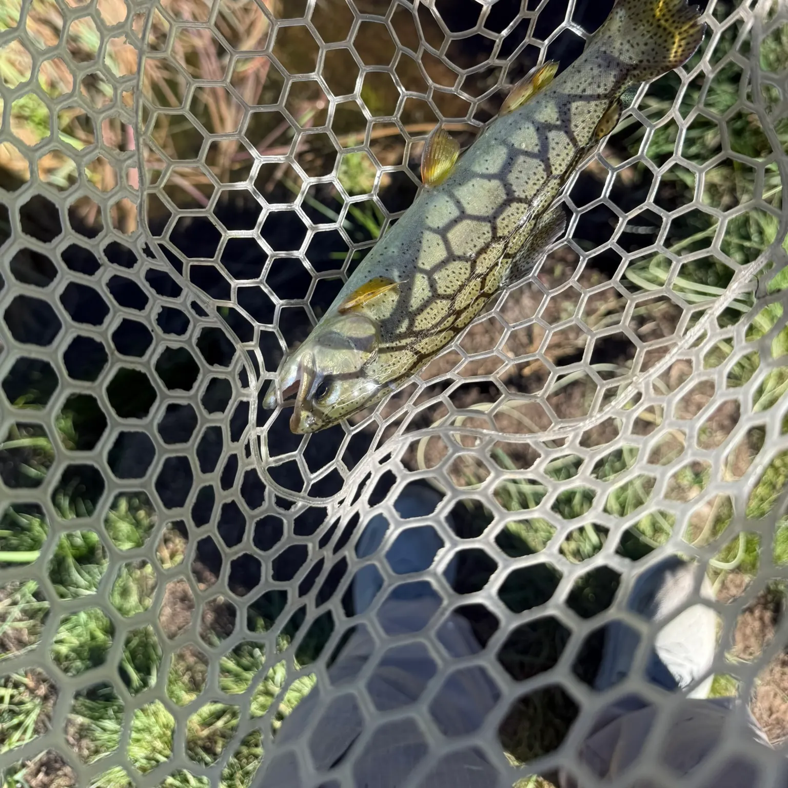 The most recent Apache trout catches on Fishbrain