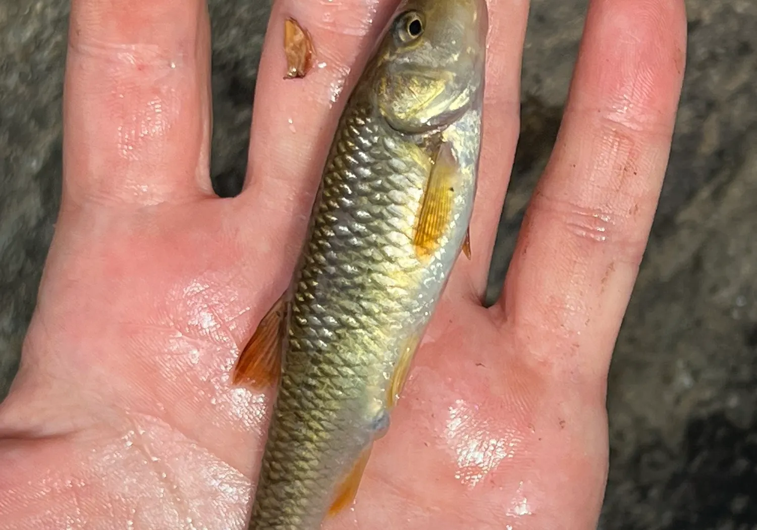 River chub