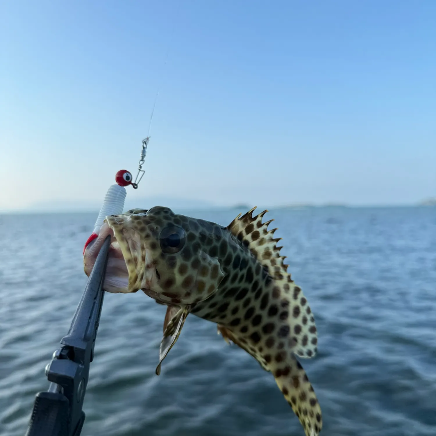 The most recent Honeycomb grouper catches on Fishbrain