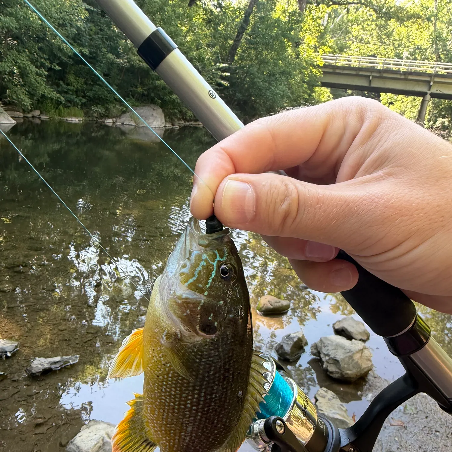 Green sunfish caught on Fishbrain
