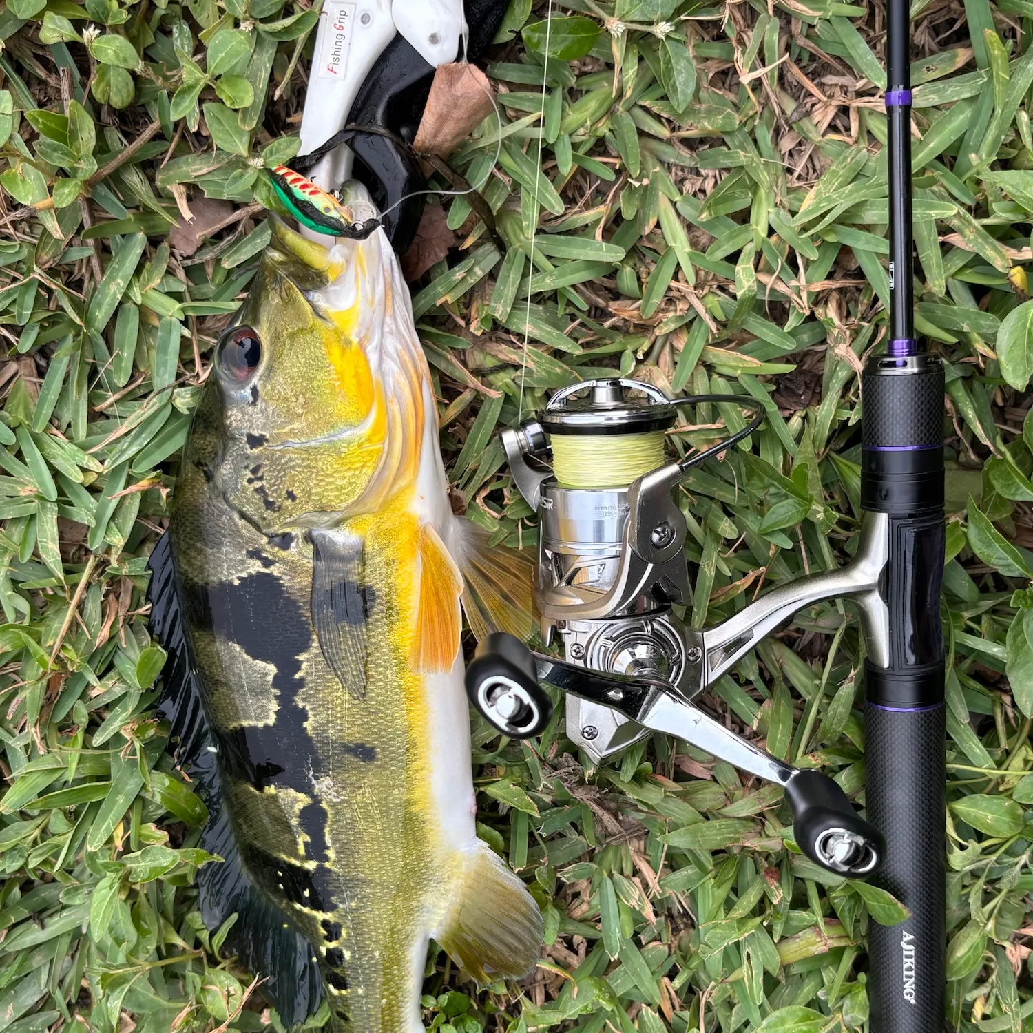 Butterfly peacock bass caught on Fishbrain
