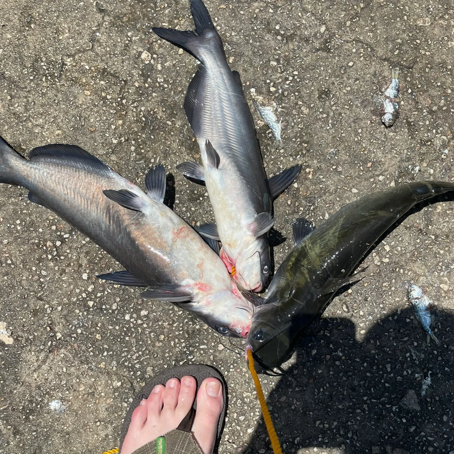 recently logged catches