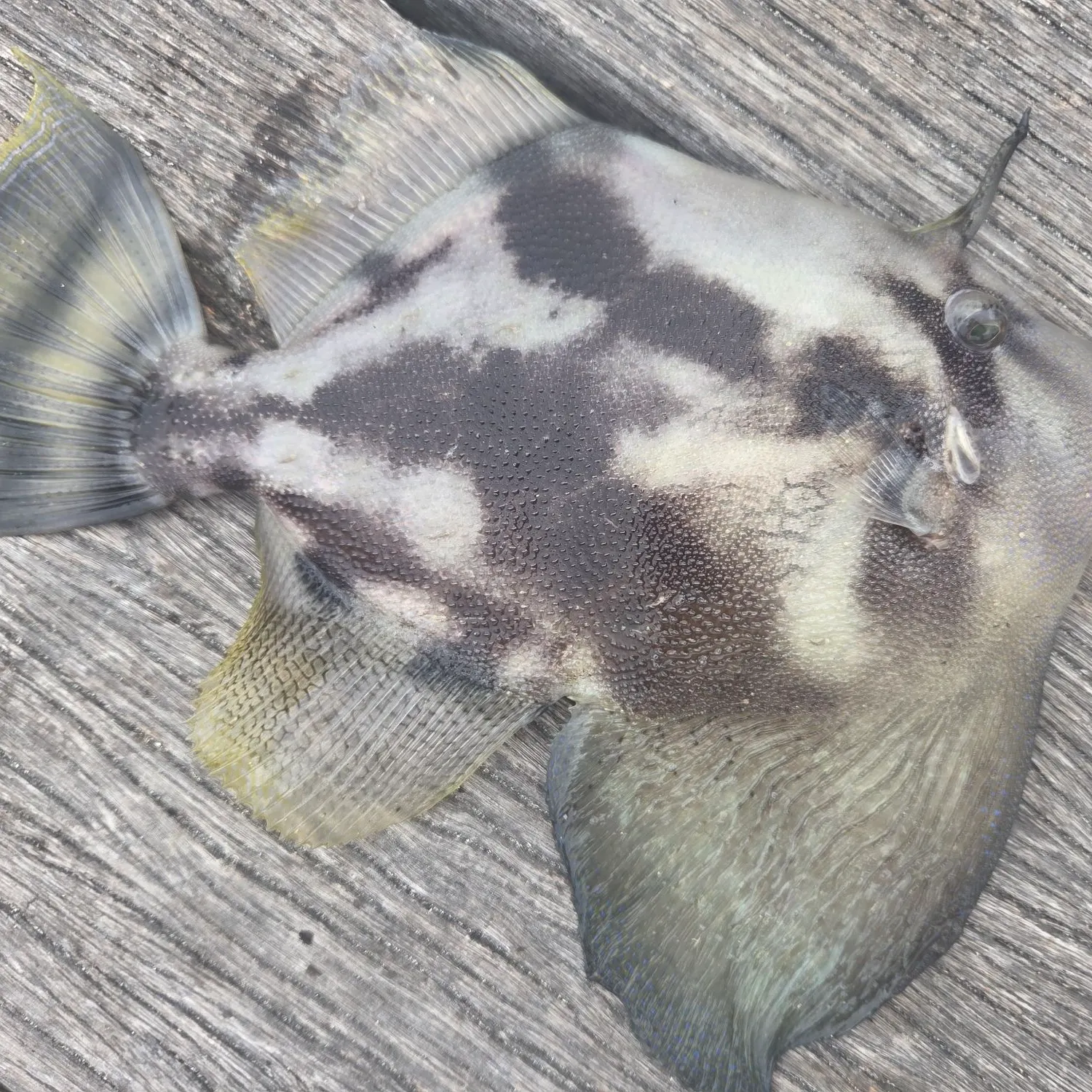 The most recent Fan-bellied leatherjacket catches on Fishbrain