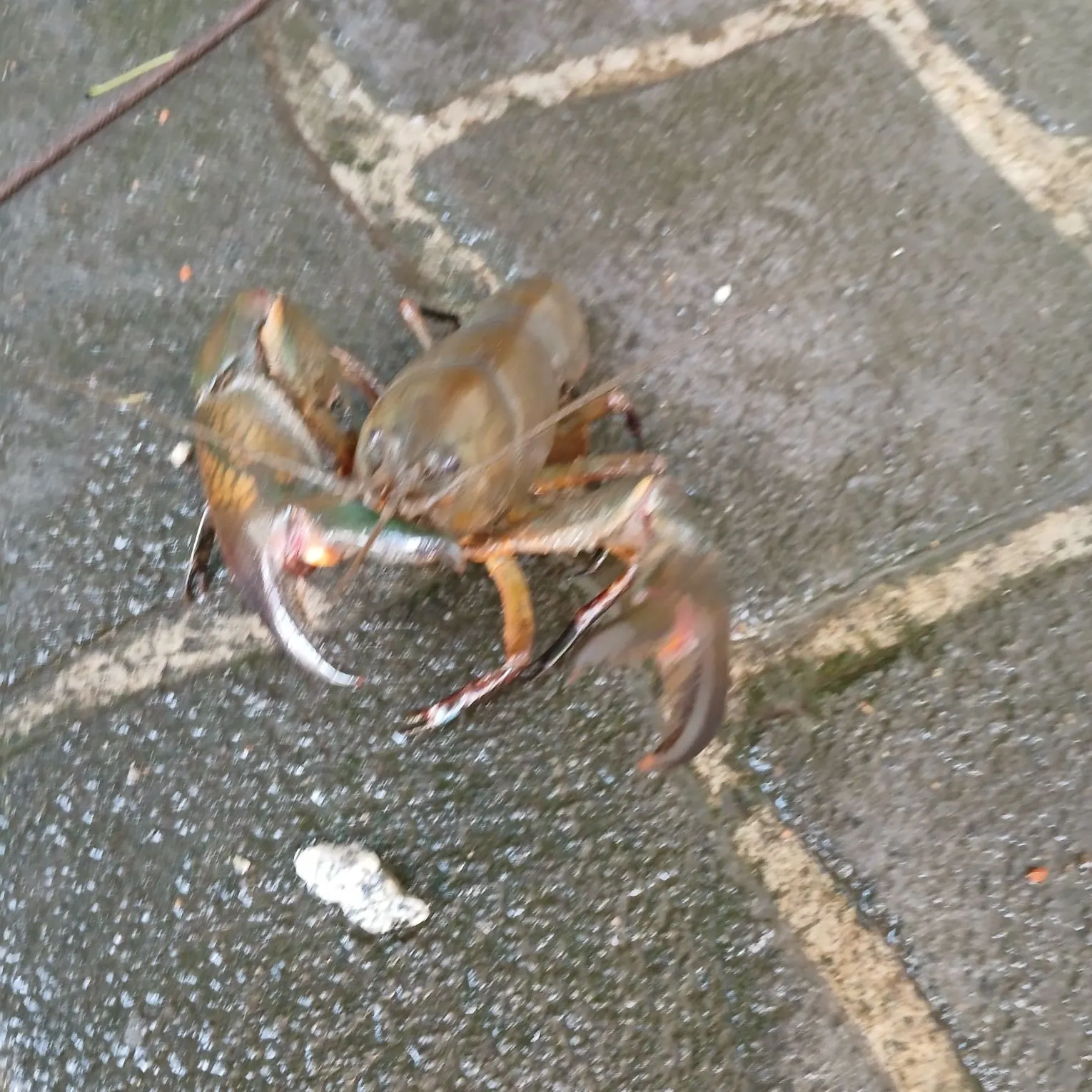 The most recent Common yabby catches on Fishbrain