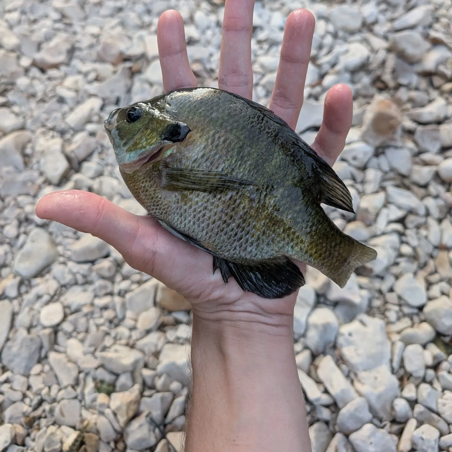 Bluegill caught on Fishbrain