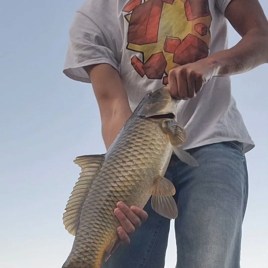 Common carp caught on Fishbrain