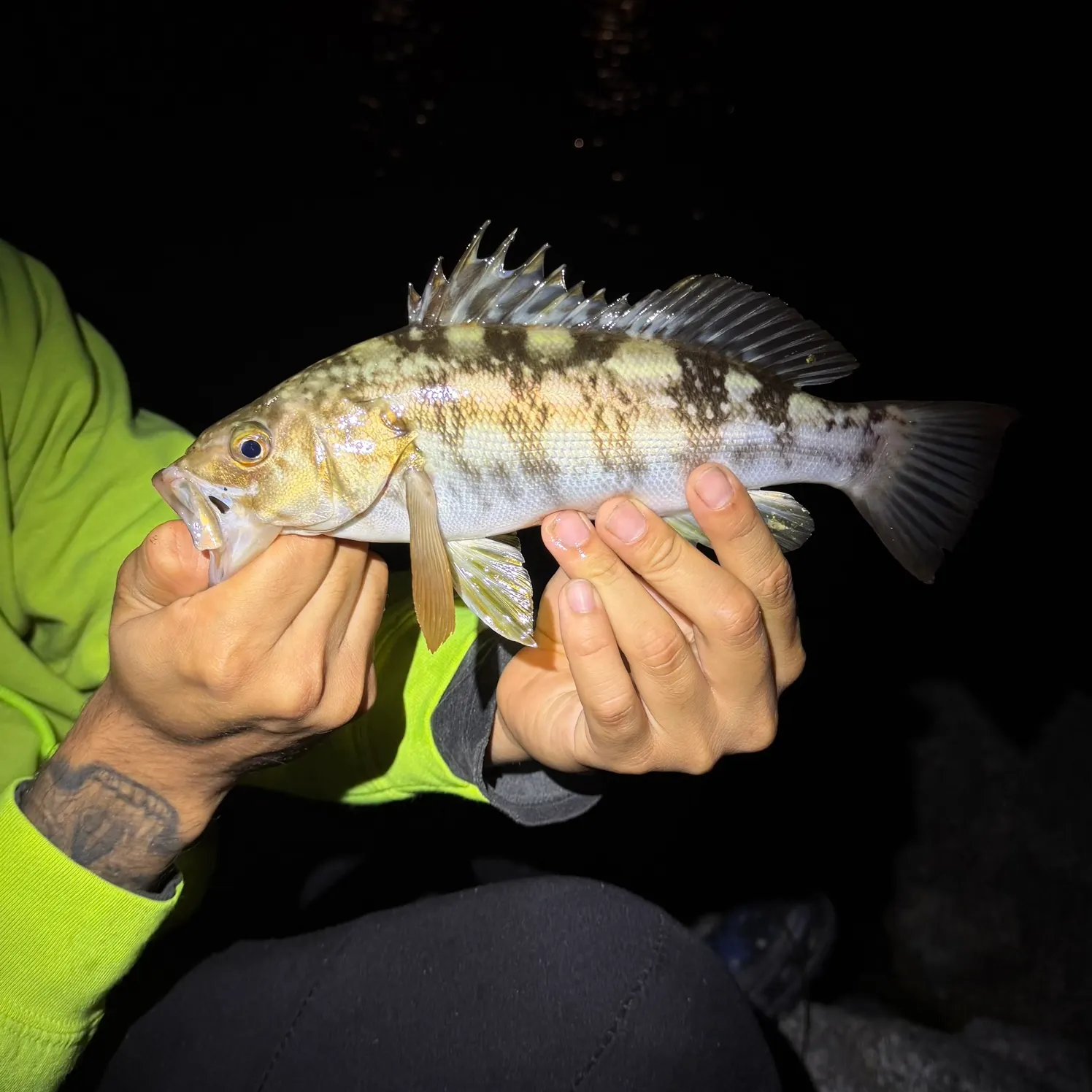 recently logged catches