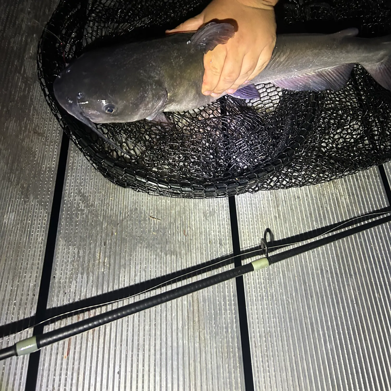 Channel catfish caught on Fishbrain