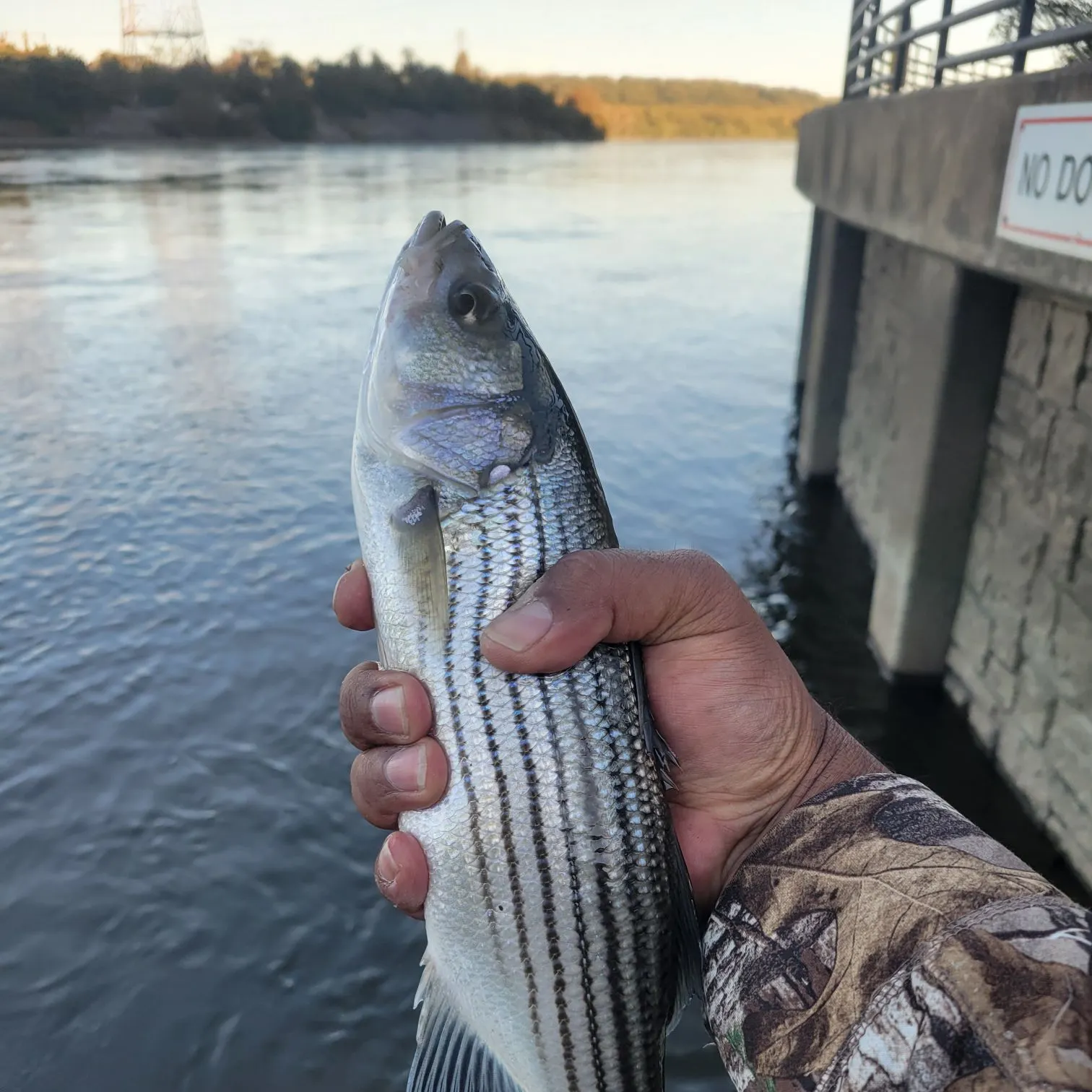 Striped bass caught on Fishbrain