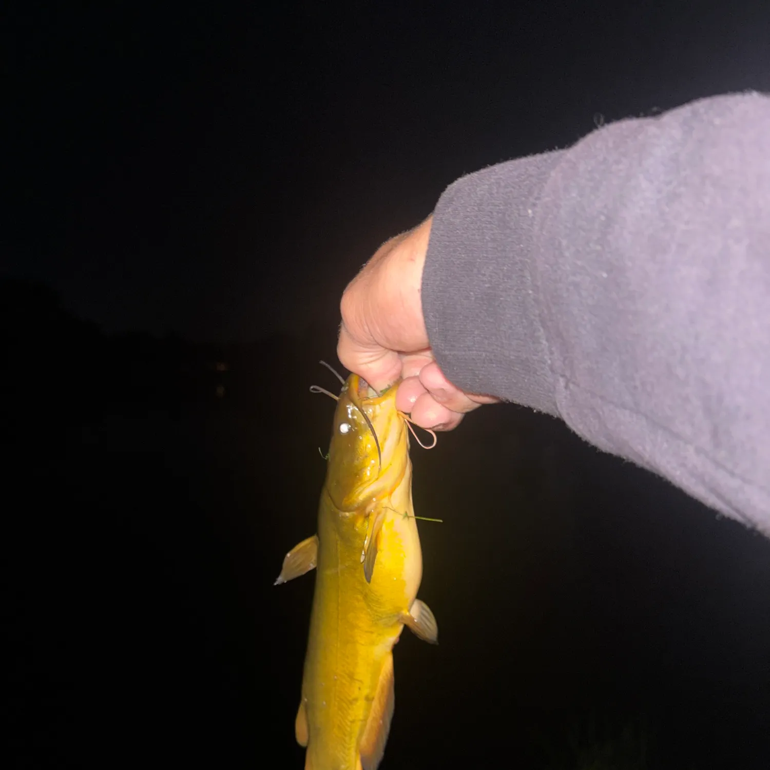 Yellow bullhead caught on Fishbrain