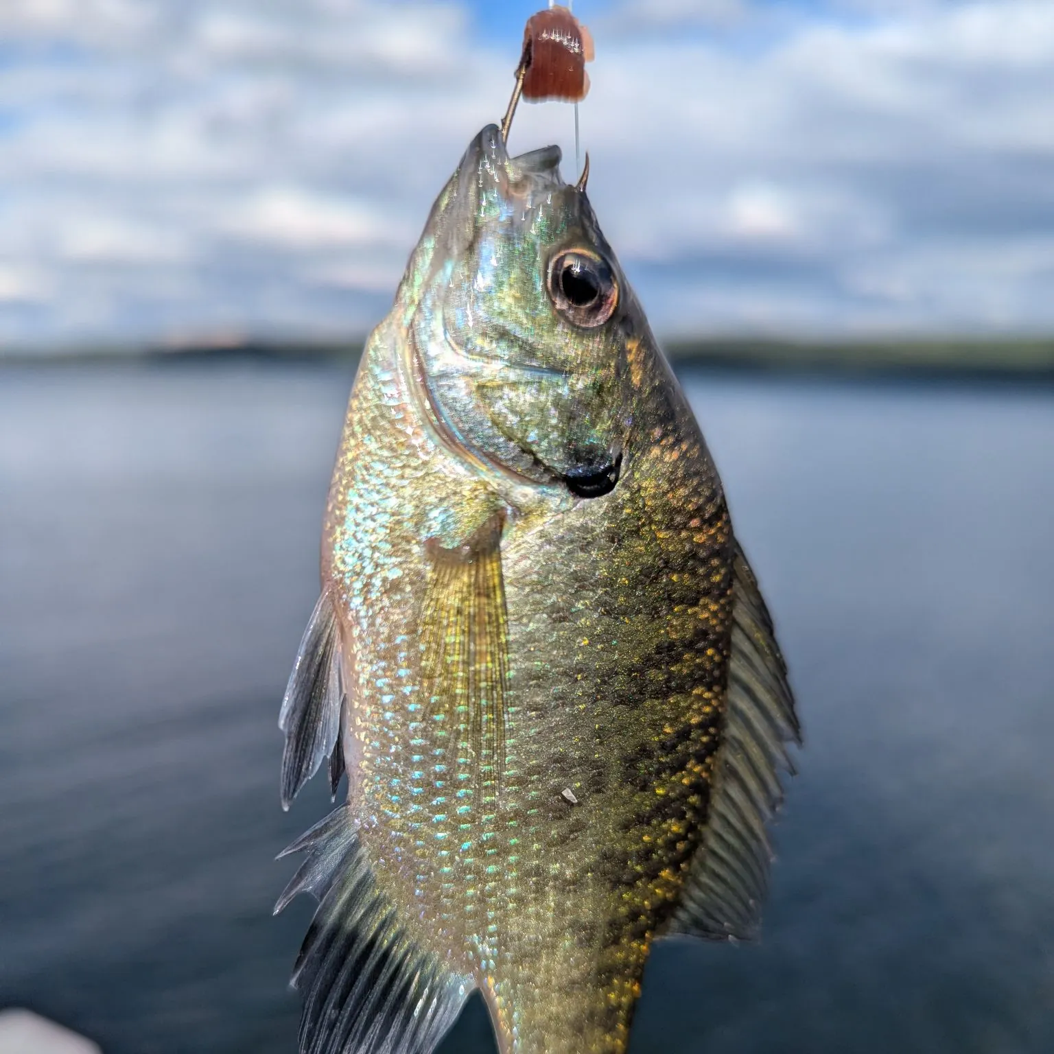 Bluegill caught on Fishbrain