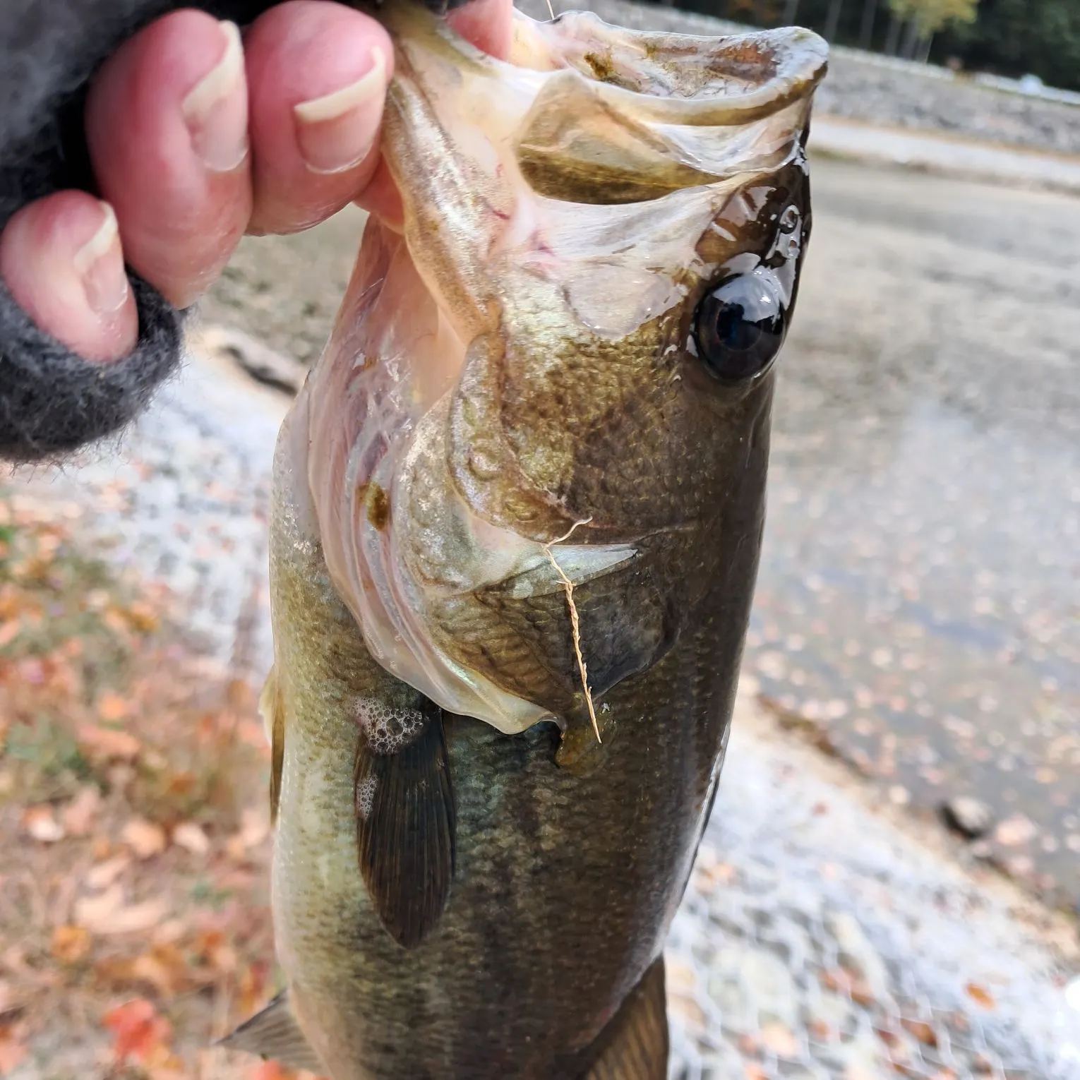 Largemouth bass caught on Fishbrain