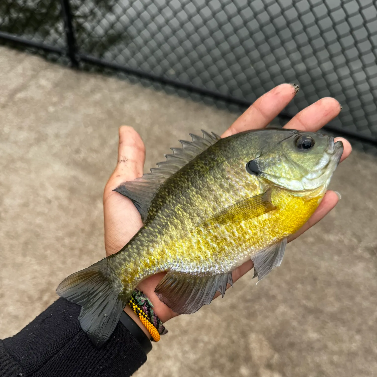 Bluegill caught on Fishbrain