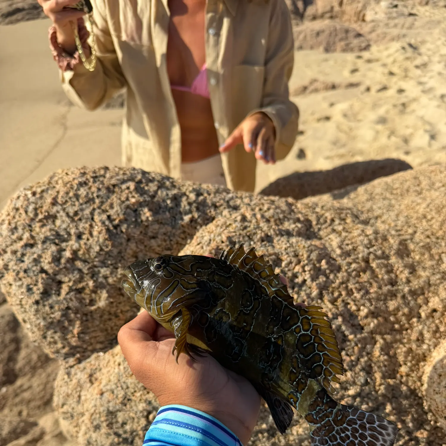 The most recent Giant hawkfish catches on Fishbrain