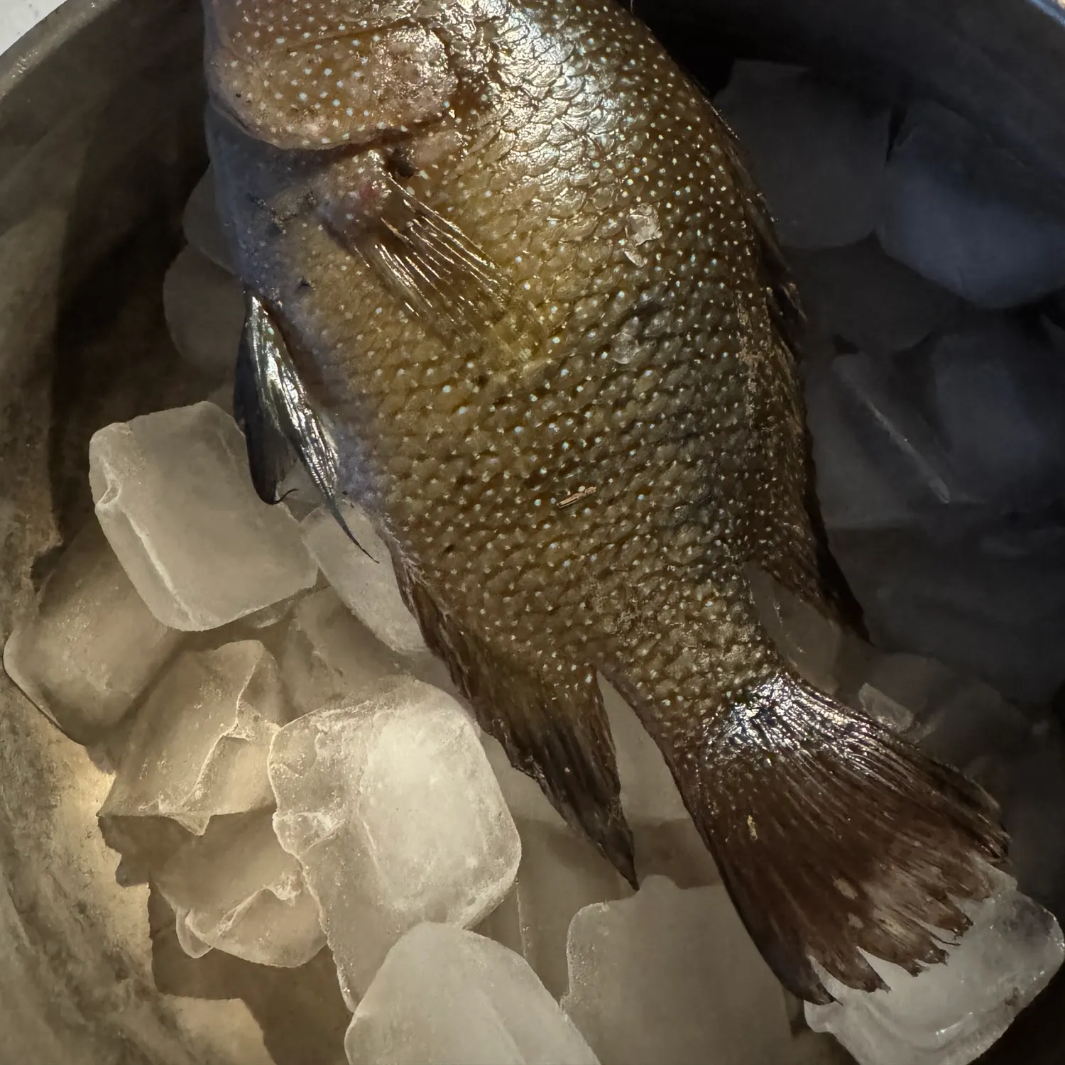 Rio Grande cichlid caught on Fishbrain