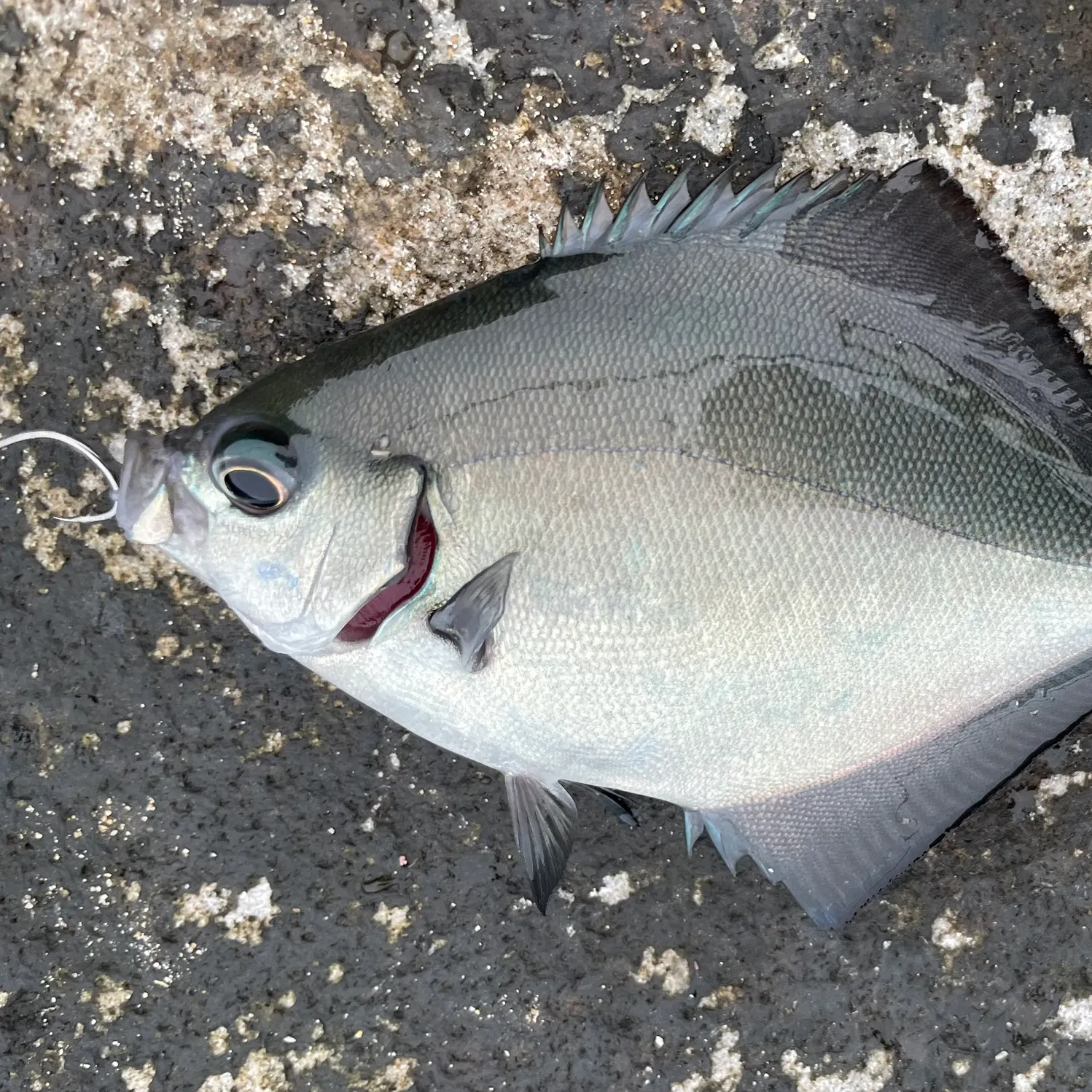 The most recent Silver sweep catches on Fishbrain