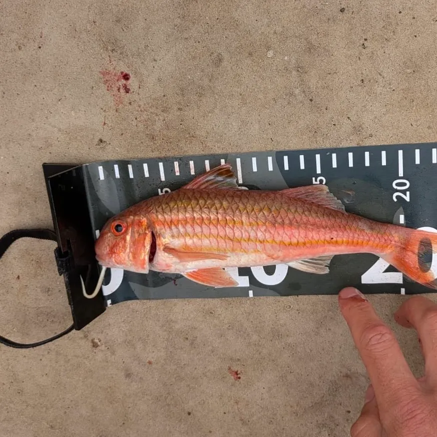 The most recent Striped red mullet catches on Fishbrain