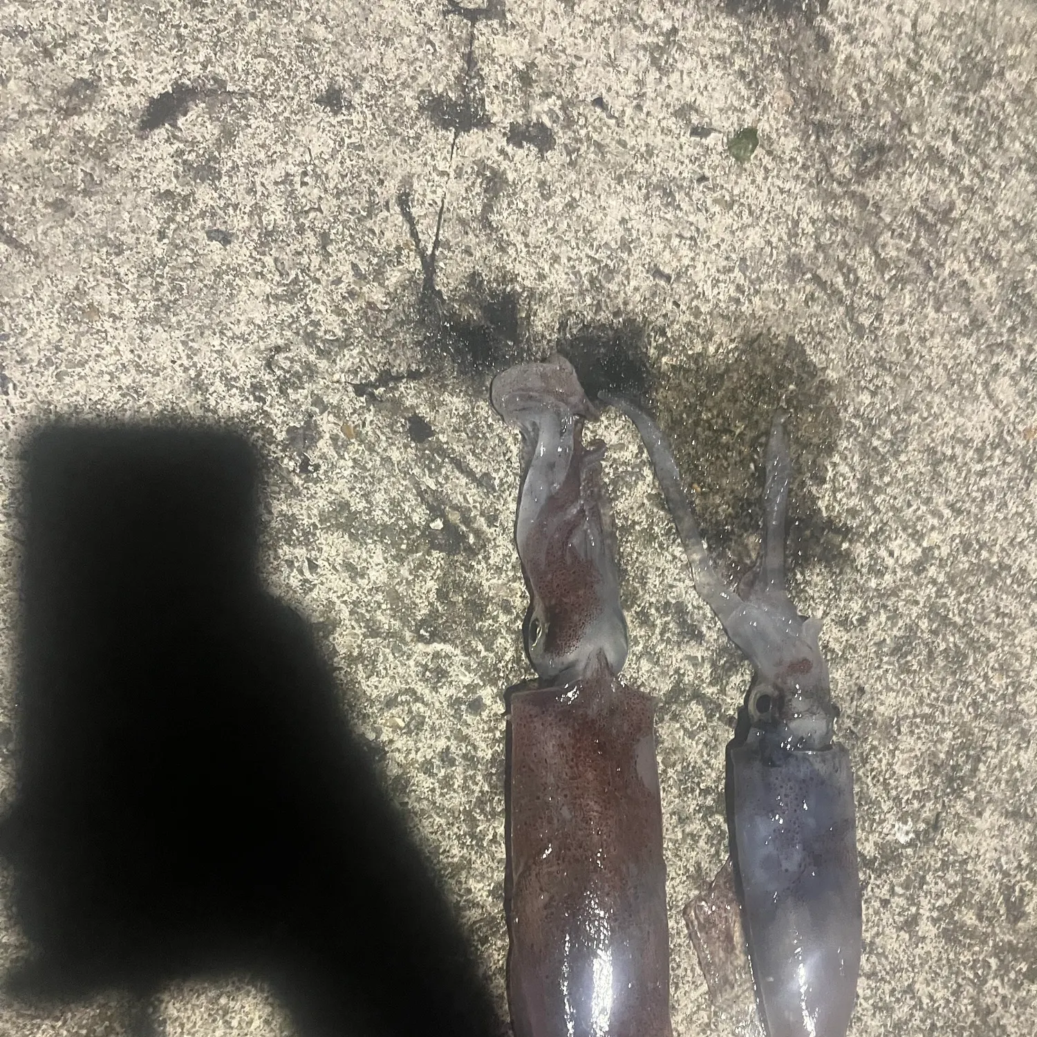 Southern calamari caught on Fishbrain