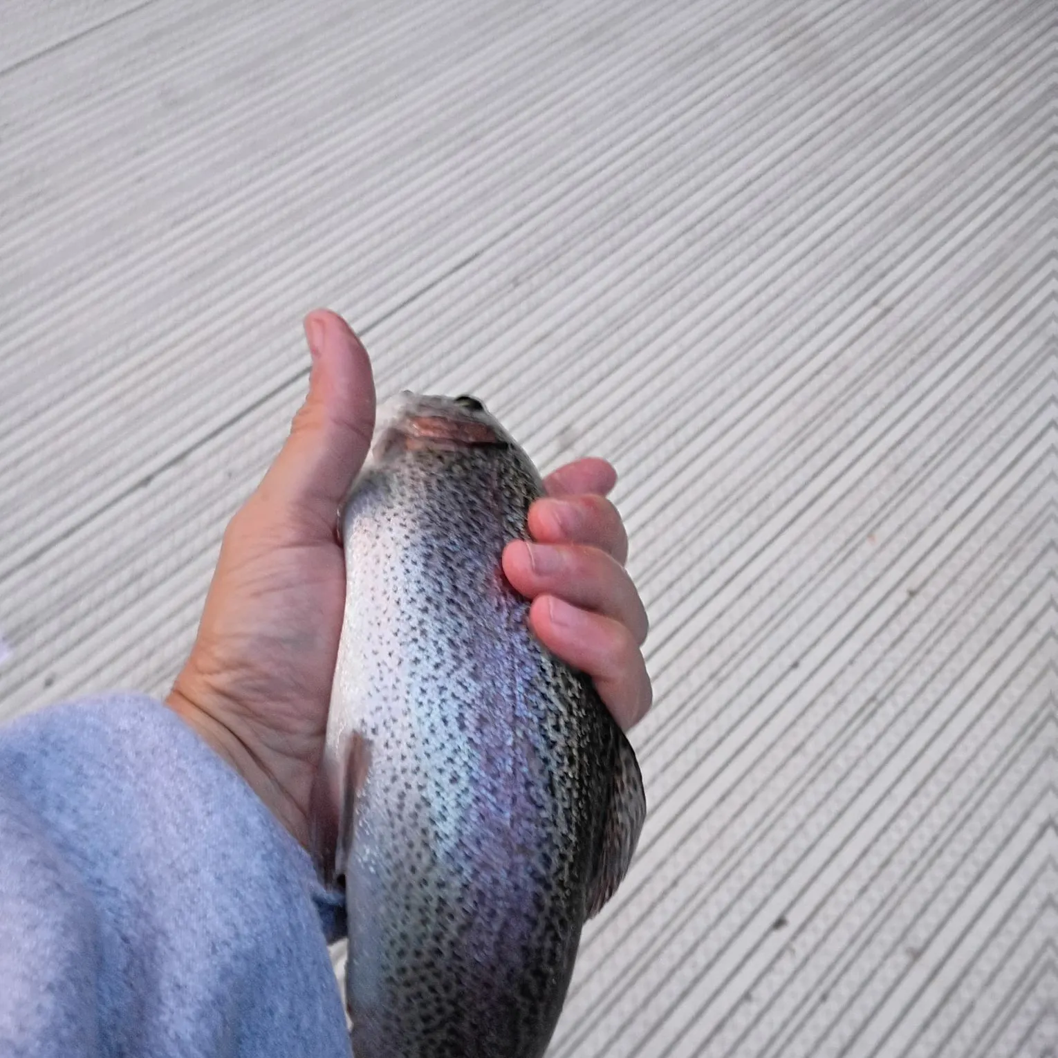 Rainbow trout caught on Fishbrain
