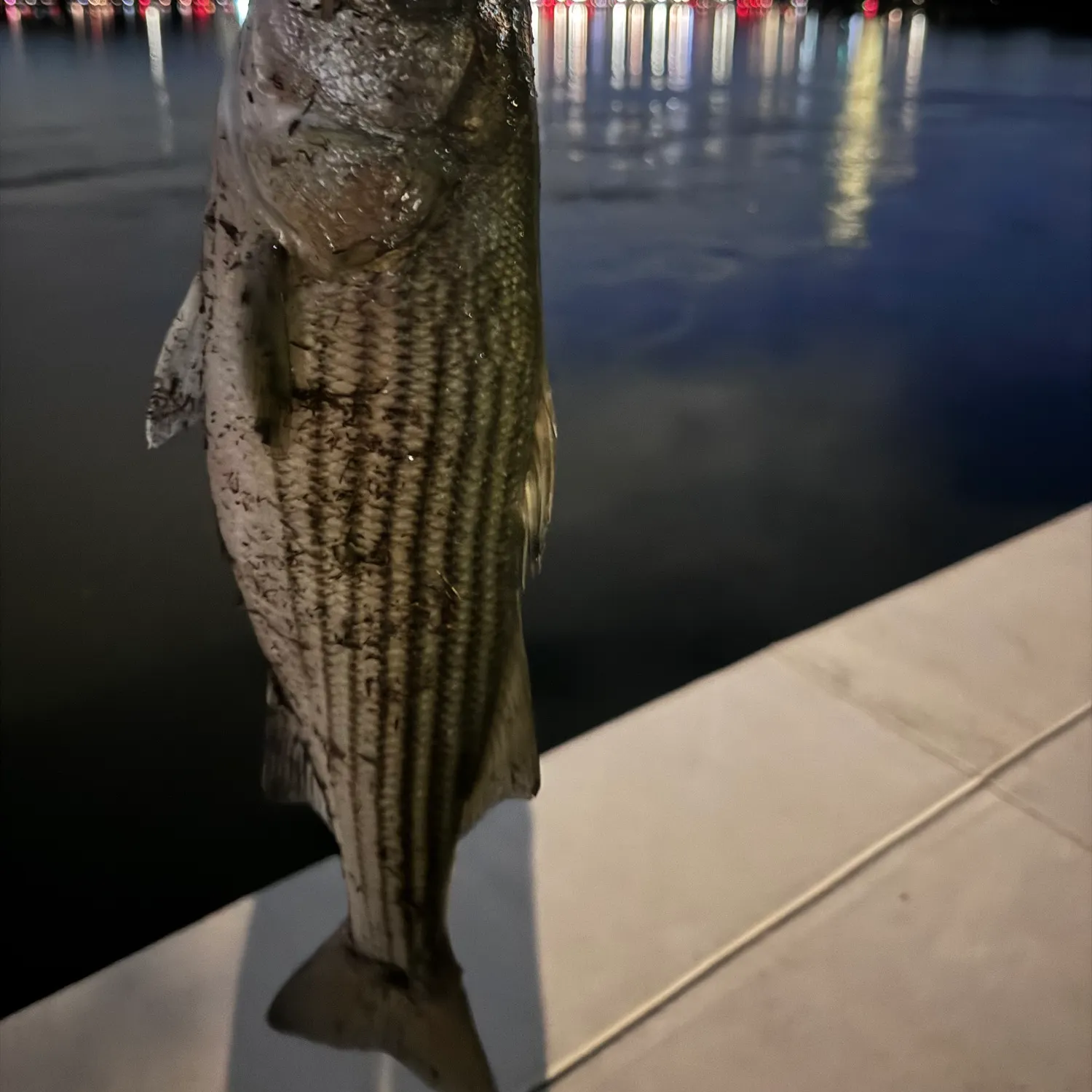 Striped bass caught on Fishbrain