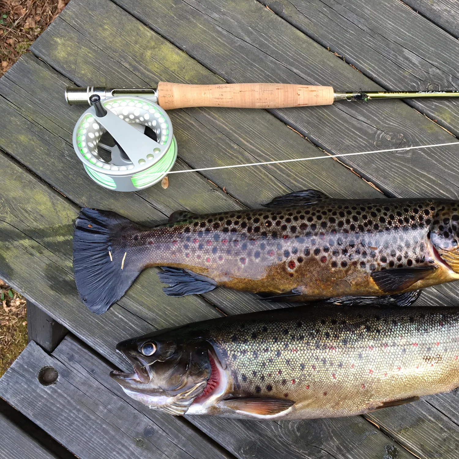 recently logged catches