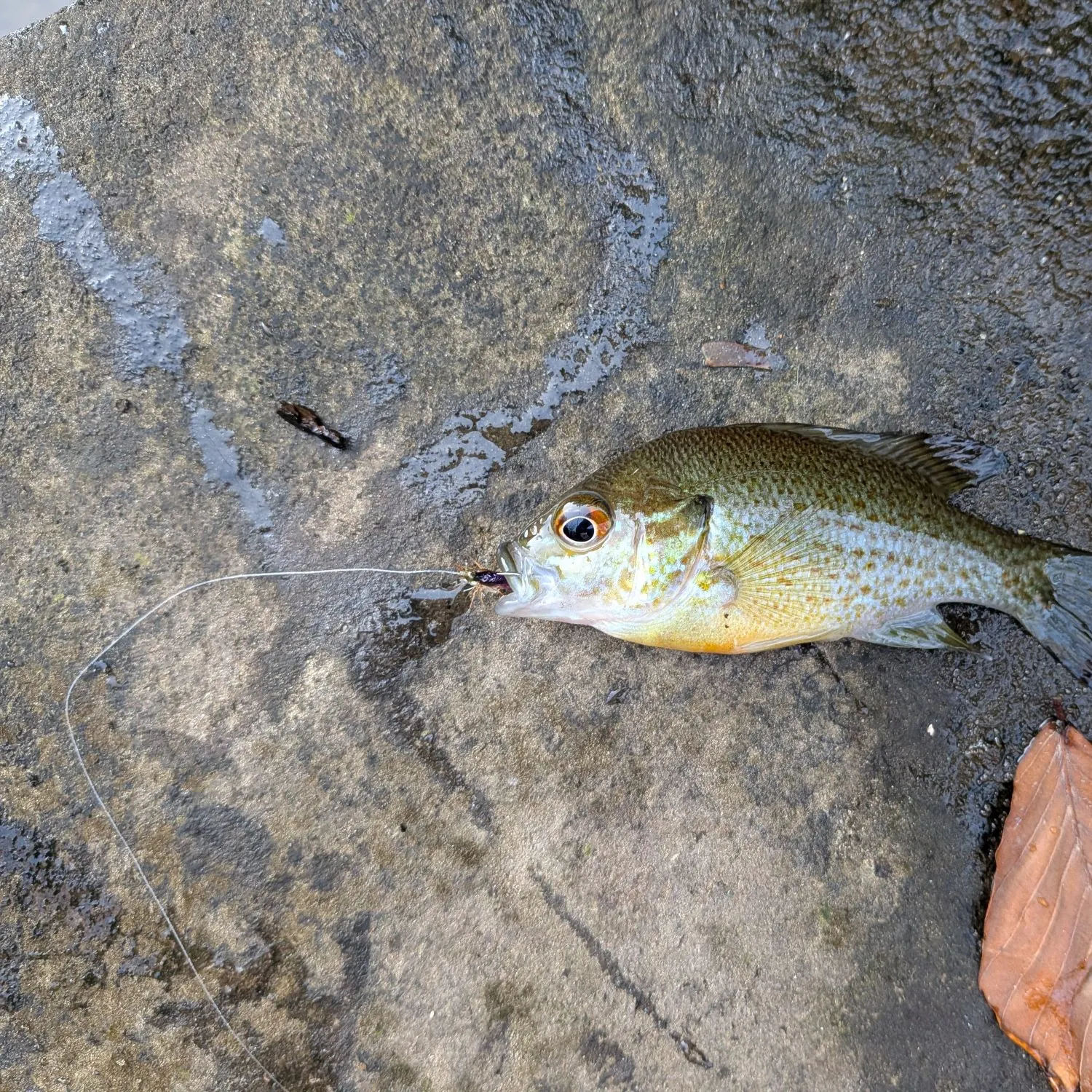 Redbreast sunfish caught on Fishbrain