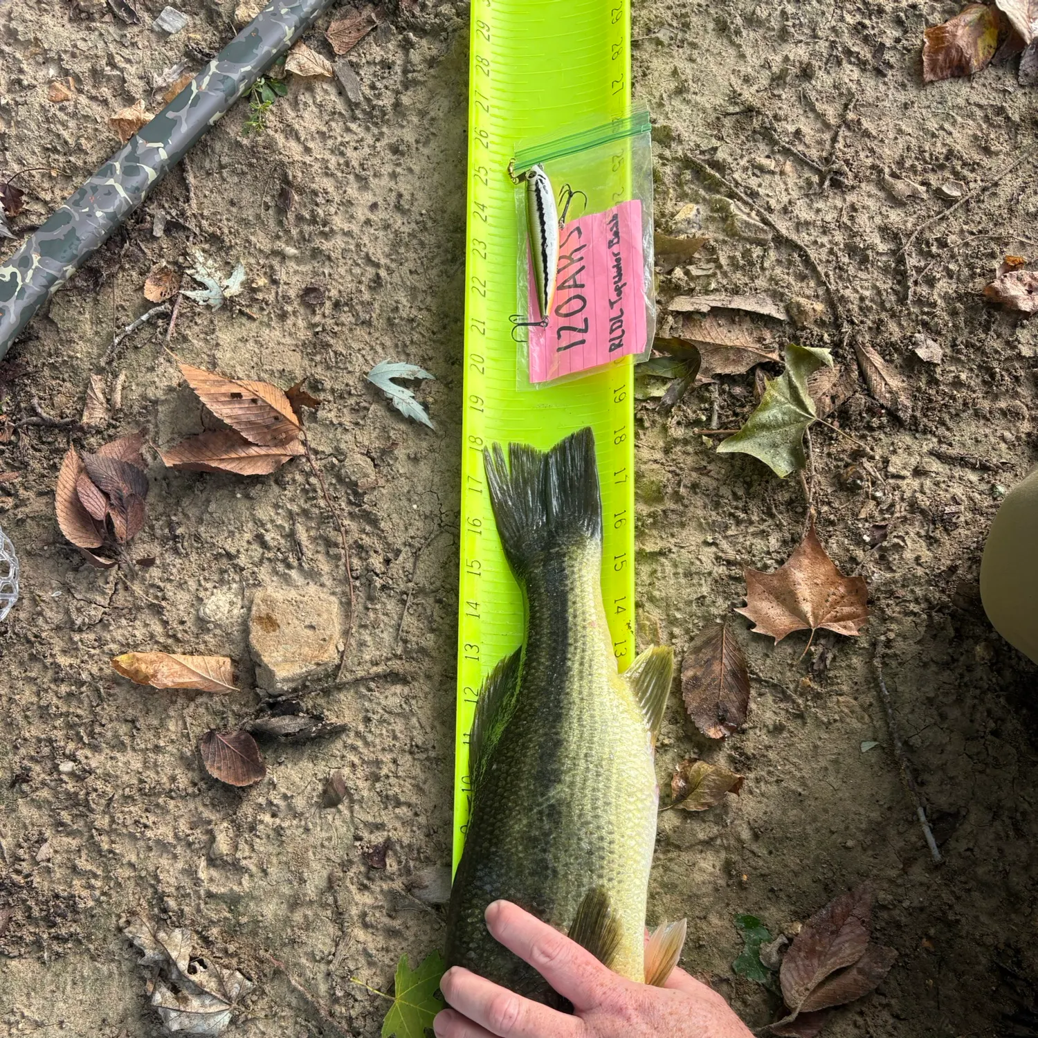 Largemouth bass caught on Fishbrain