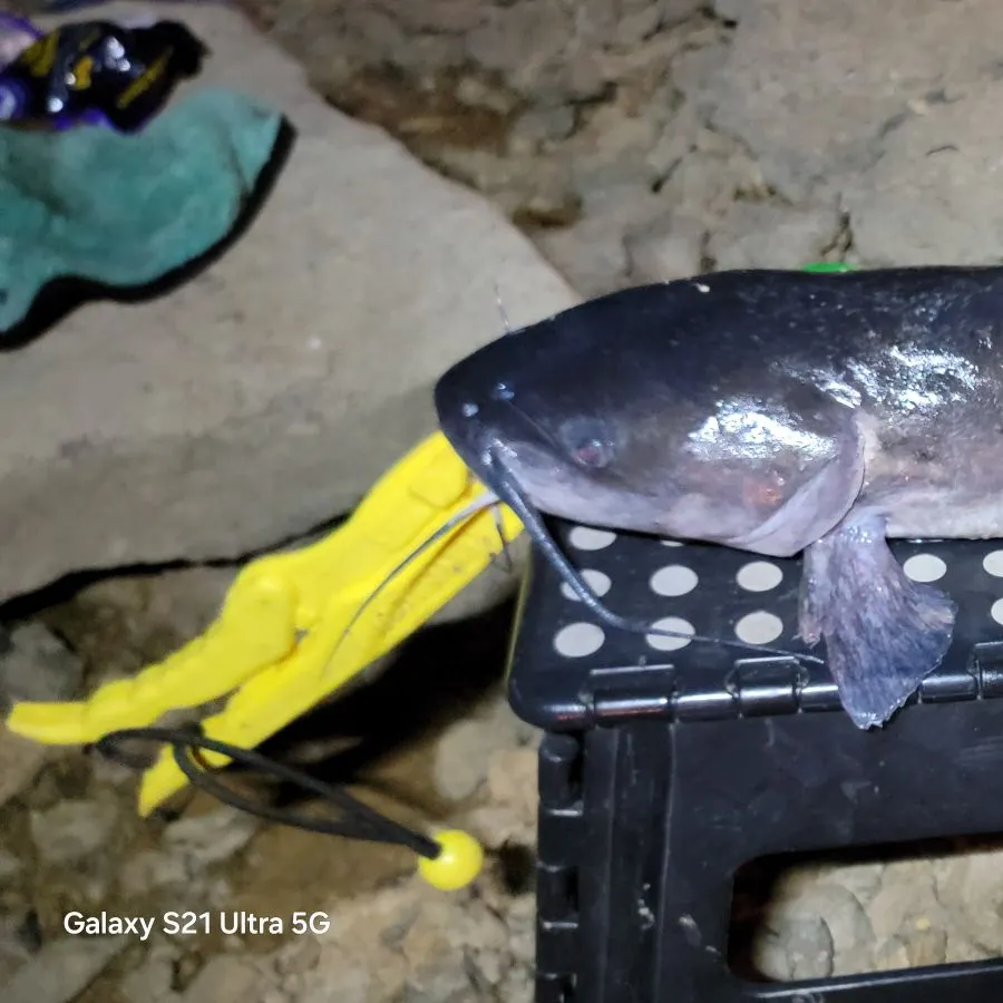 Channel catfish caught on Fishbrain