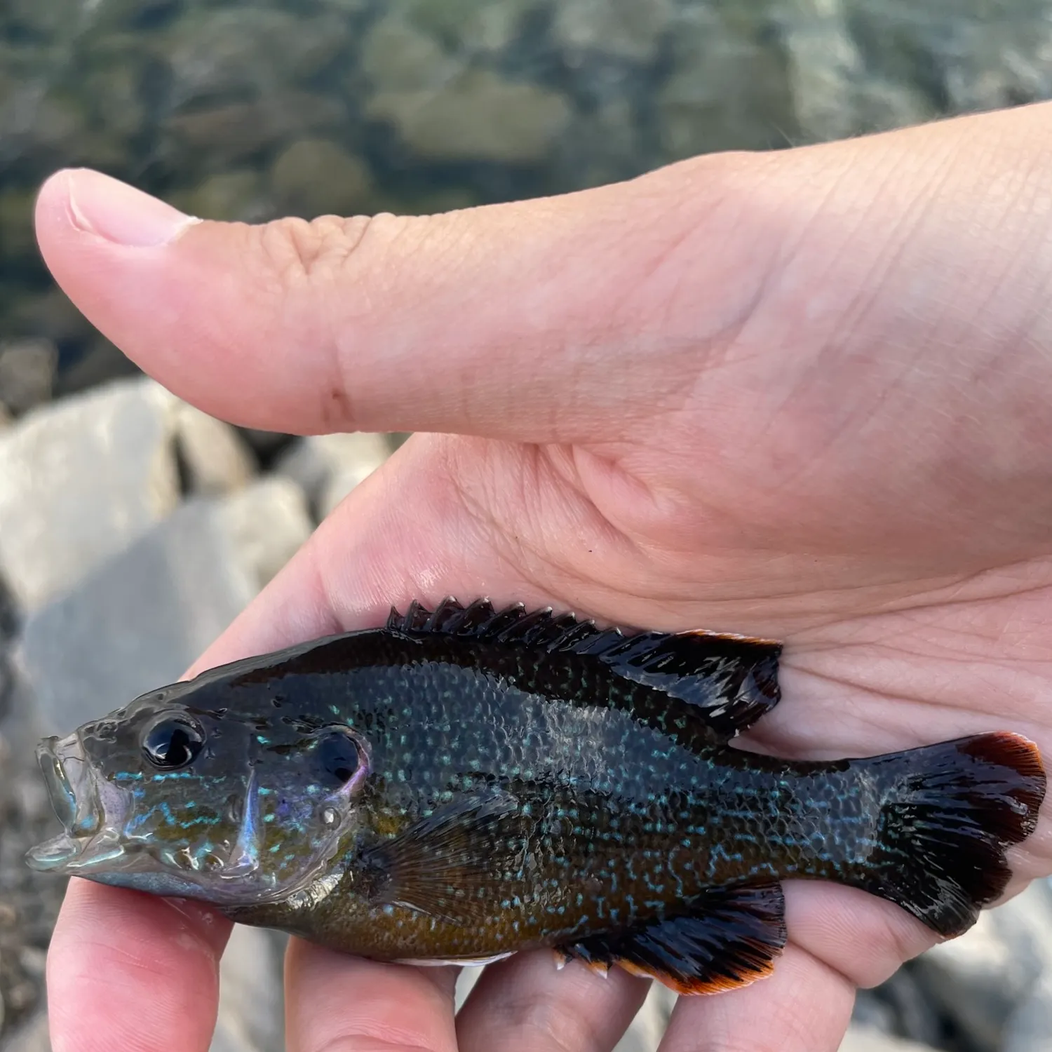 angler catch