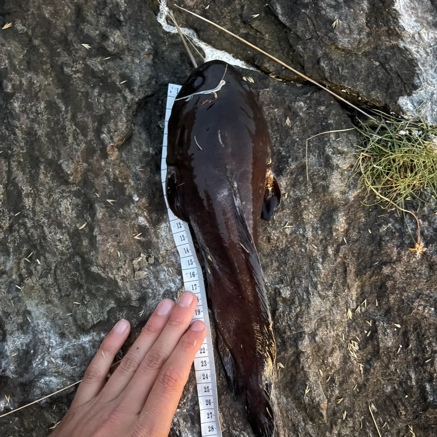 The most recent Tadpole fish catches on Fishbrain