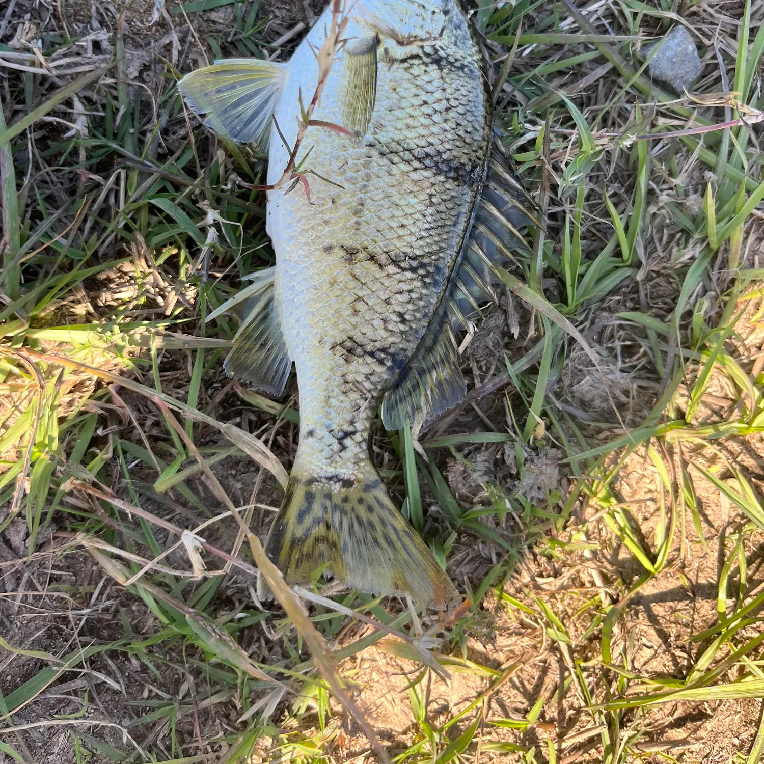 Fish caught on Fishbrain