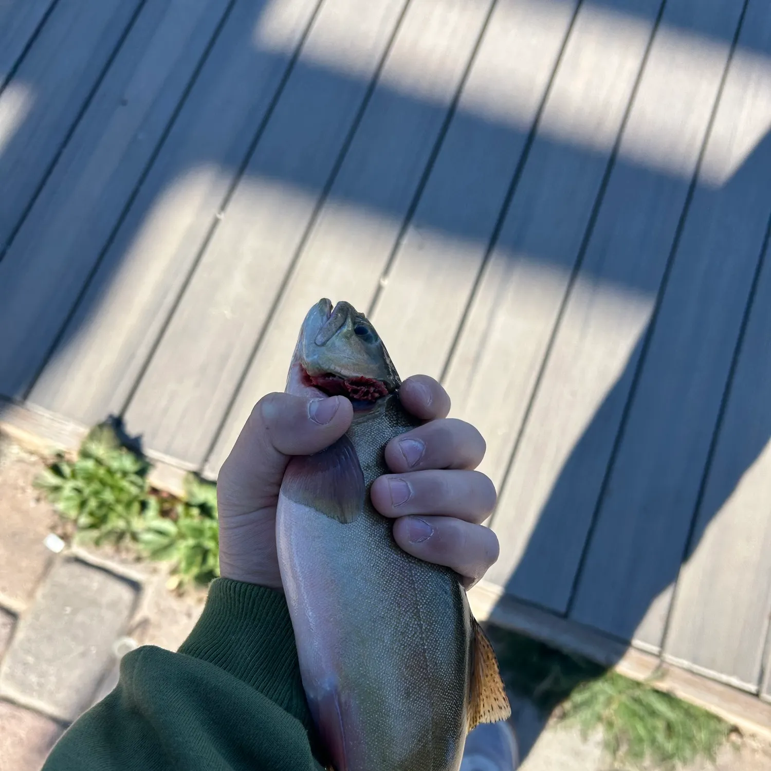 Cutthroat trout caught on Fishbrain