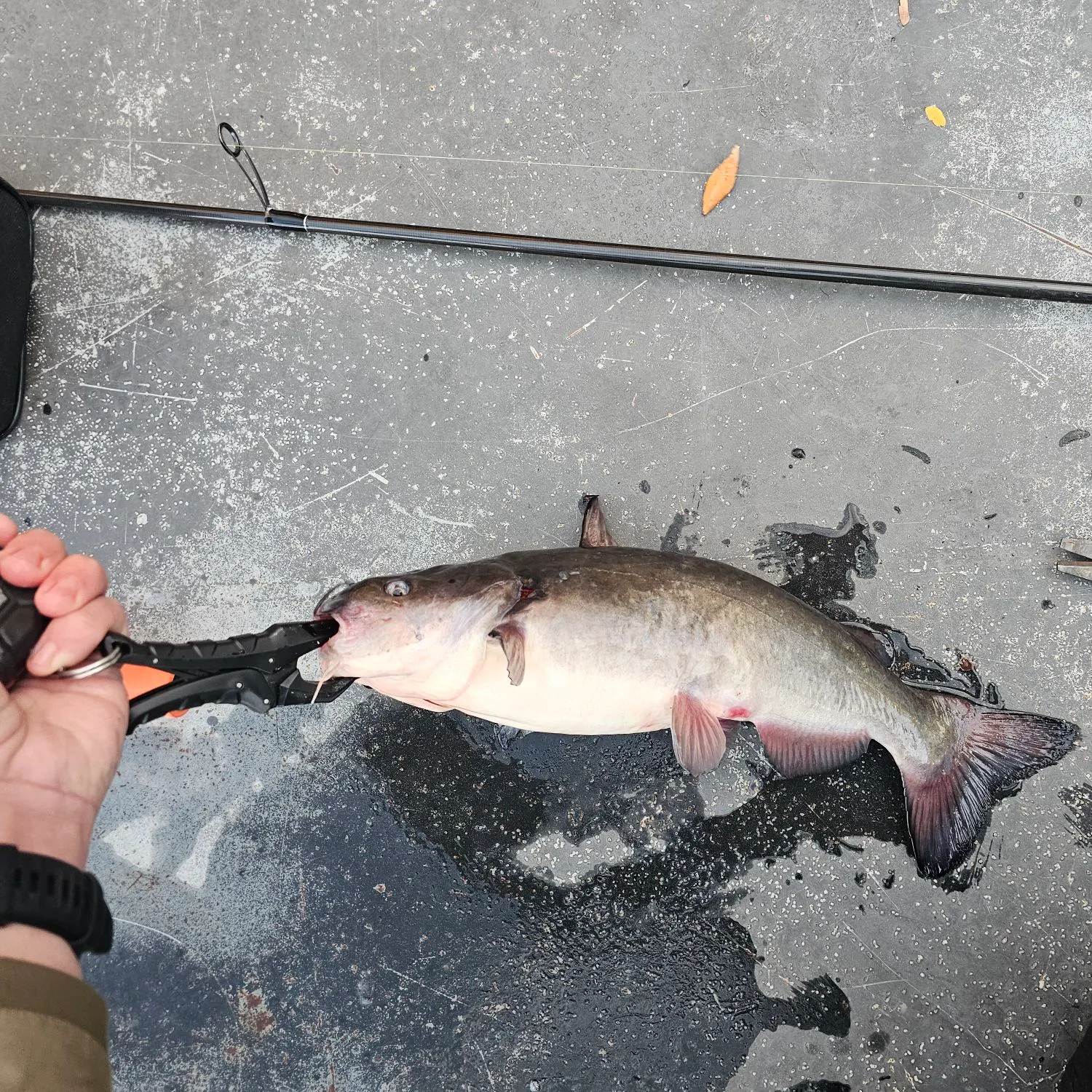 catch