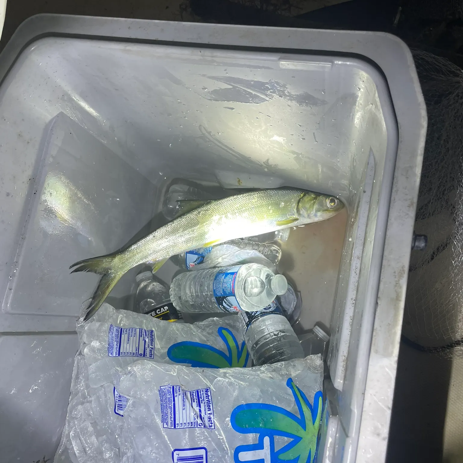 The most recent Ladyfish catches on Fishbrain