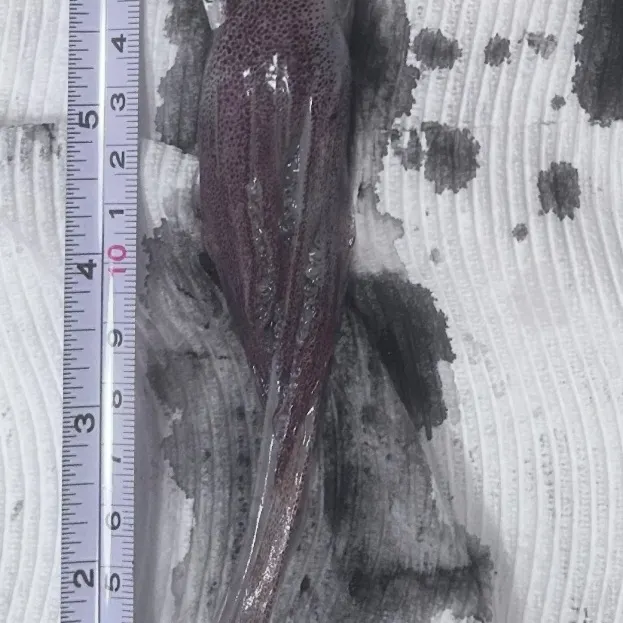 The most recent Longfin inshore squid catches on Fishbrain