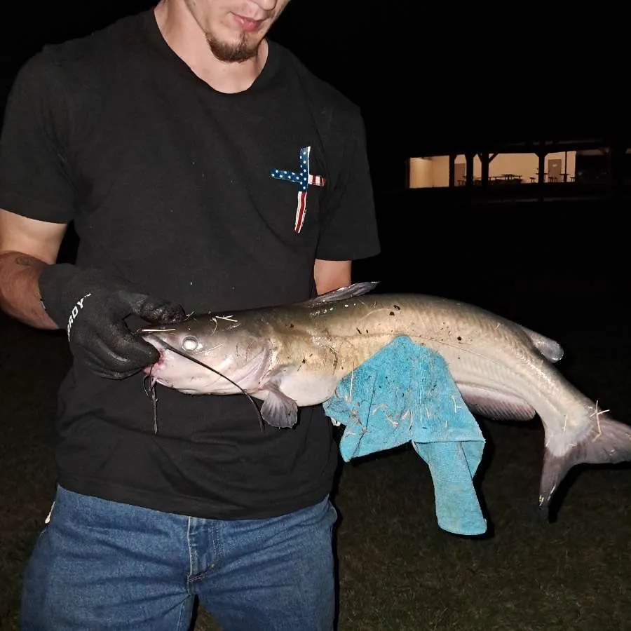 Channel catfish caught on Fishbrain