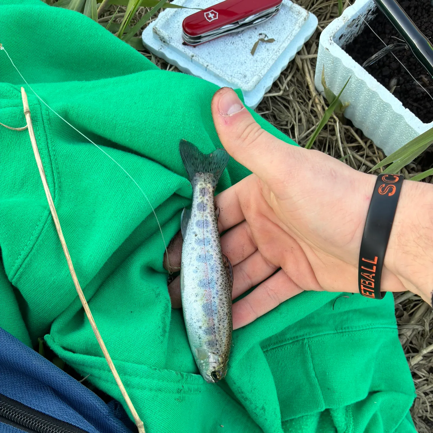 Rainbow trout caught on Fishbrain