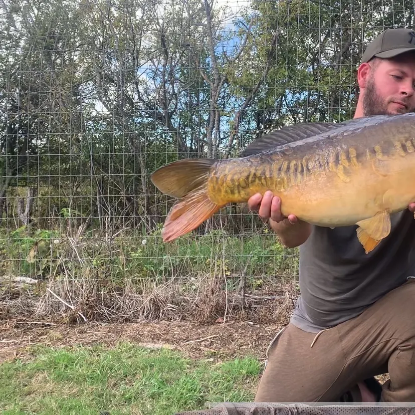 Mirror carp caught on Fishbrain