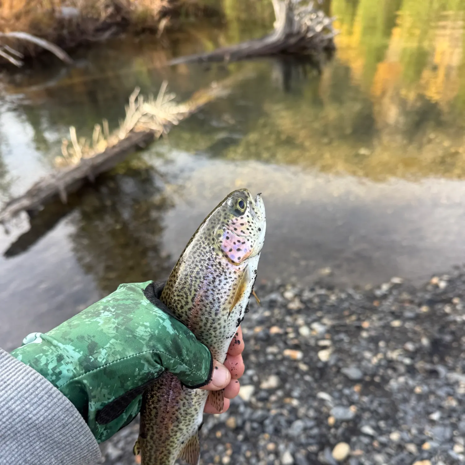 Rainbow trout caught on Fishbrain