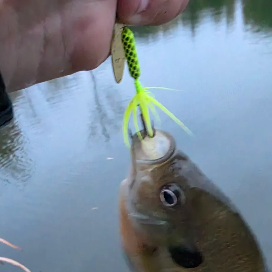 Bluegill caught on Fishbrain