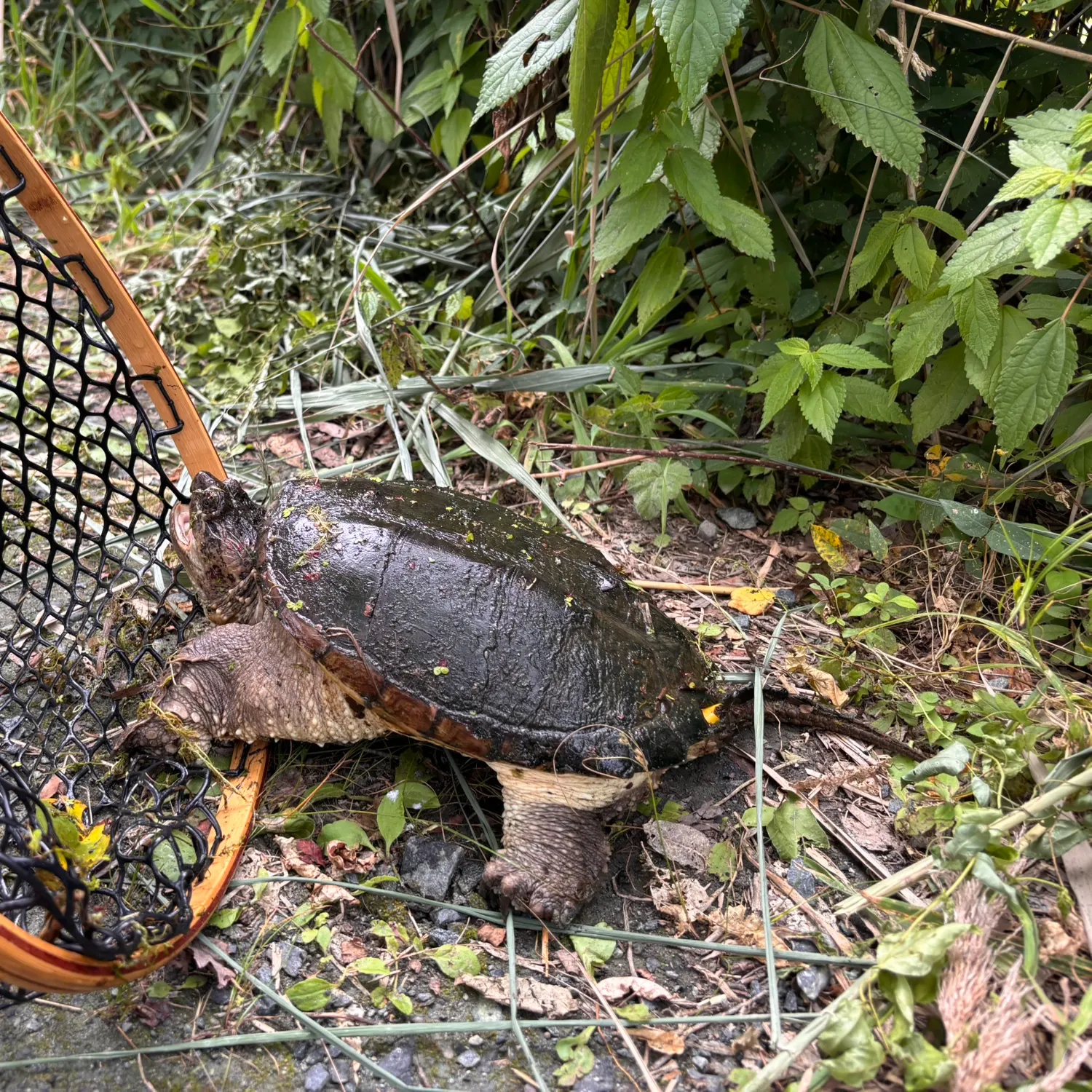 Common snapping turtle caught on Fishbrain