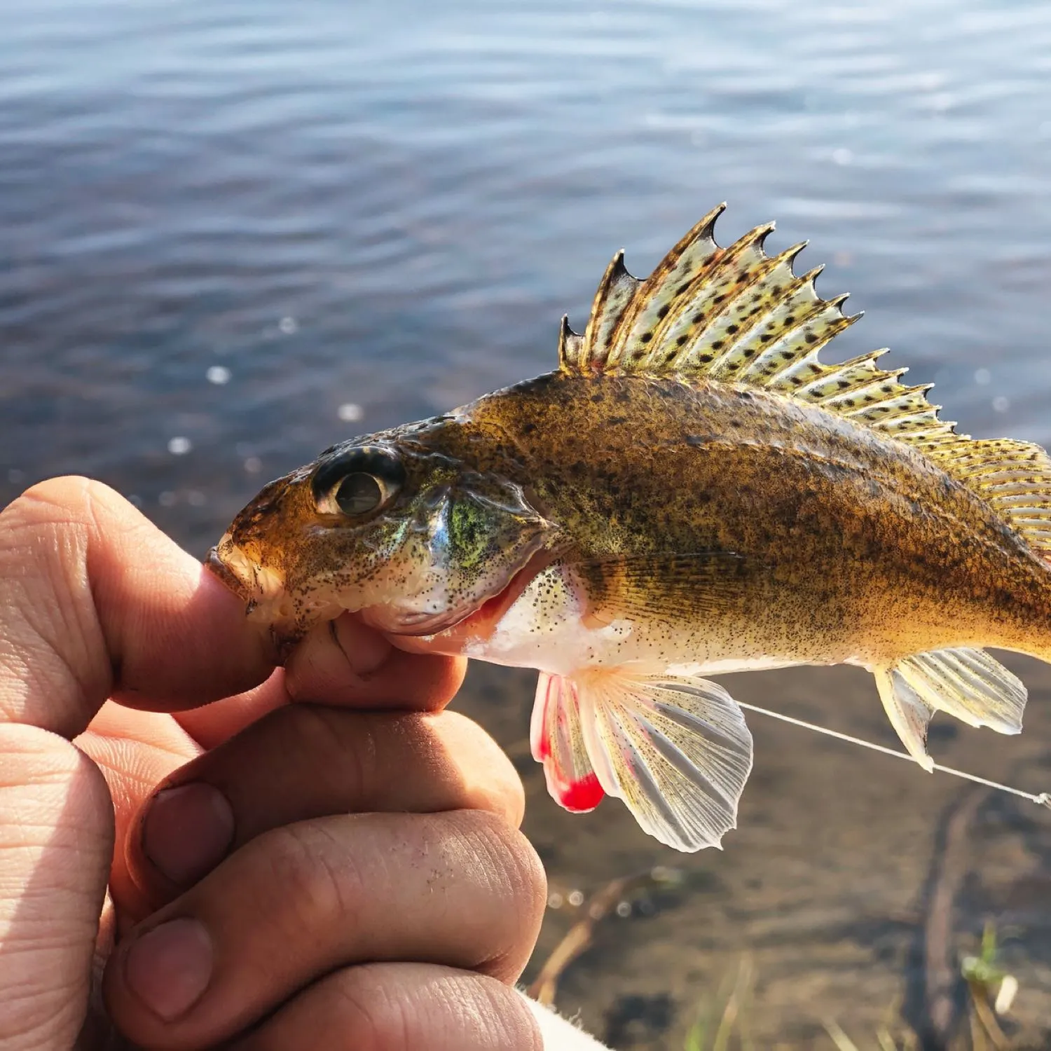 The most popular recent Ruffe catch on Fishbrain