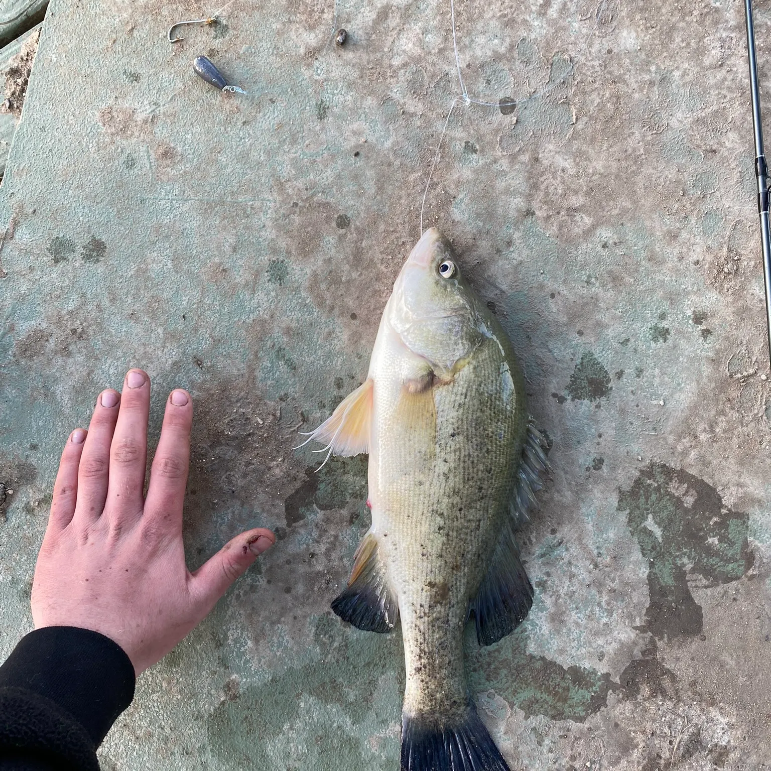 The most recent Golden perch catches on Fishbrain